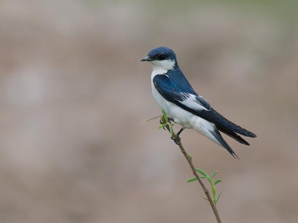 Witbuikzwaluw (Tachycineta albiventer)